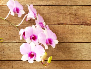 ahşap arka plan üzerinde pembe mor orkide çiçek