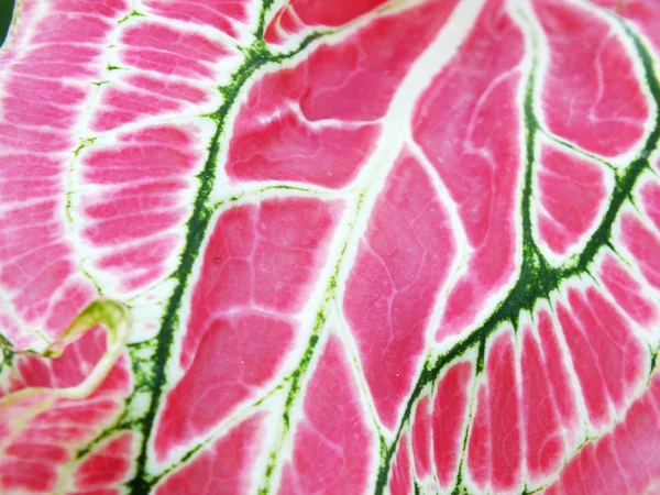 Mooie paarse groene en witte caladium plant bladeren — Stockfoto