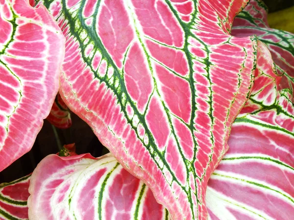 Mooie paarse groene en witte caladium plant bladeren — Stockfoto