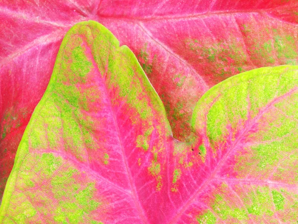 Mooie paarse groene en witte caladium plant bladeren — Stockfoto