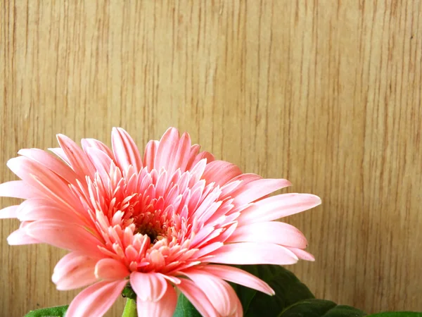 Schöne helle rosa disy Gerbera auf Holzhintergrund — Stockfoto