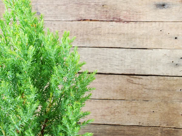 Hojas verdes sobre el viejo fondo de madera —  Fotos de Stock