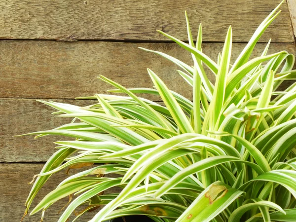 Gröna blad på den gamla trä bakgrund — Stockfoto