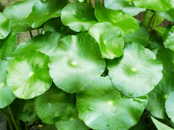 Centella asiatica gotu kola hijau meninggalkan pola latar belakang alam — Stok Foto