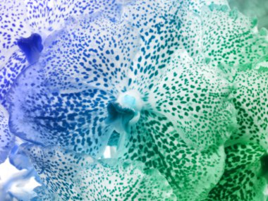 renk filtresi ile güzel orkide çiçek