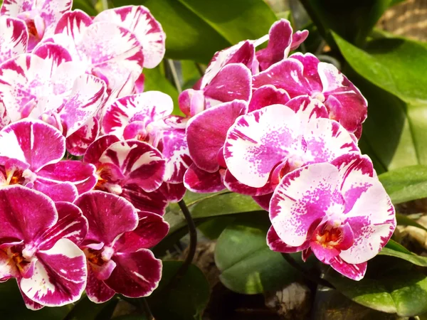 Belas flores de orquídea fechar o fundo da natureza — Fotografia de Stock
