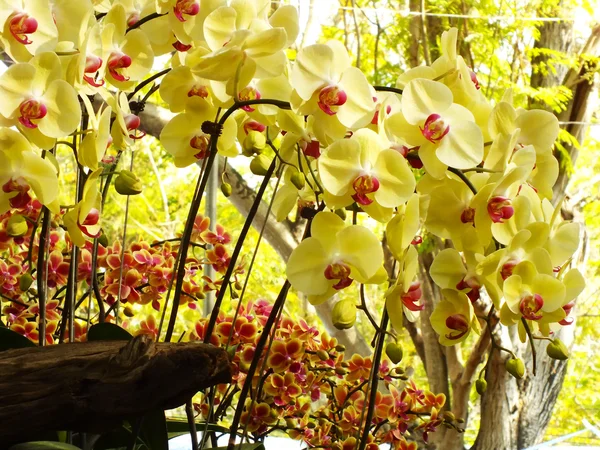 Orchidea kwiat bardzo szczegółowe zdjęcie z bliska — Zdjęcie stockowe