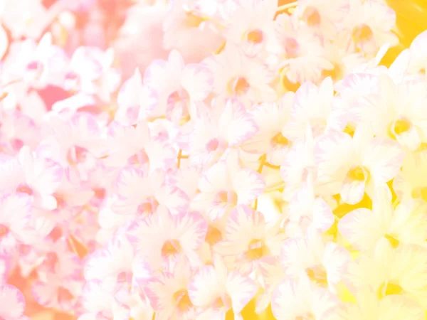 Bela flor de orquídea com filtro de cor — Fotografia de Stock