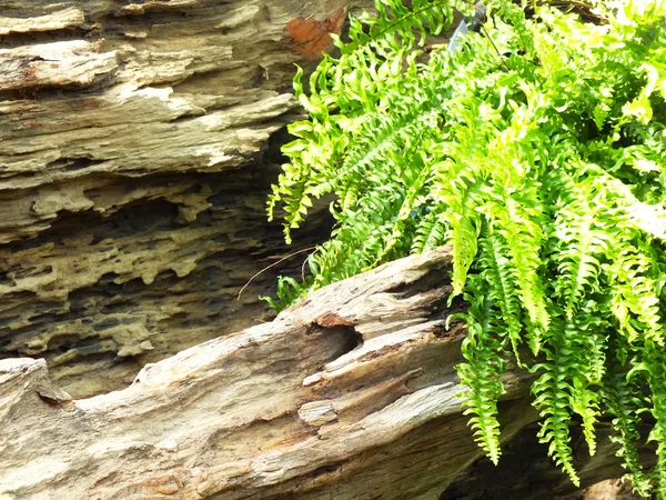 Декор папоротника на фоне деревянной природы — стоковое фото