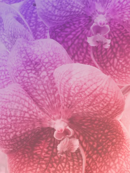 美丽的兰花花，与彩色滤光片 — 图库照片