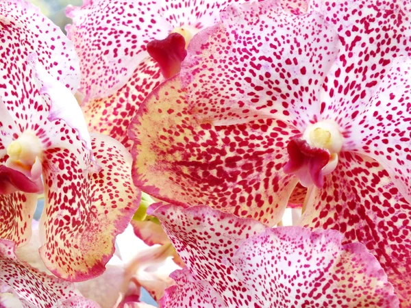 Flor de orquídea vanda roxa — Fotografia de Stock