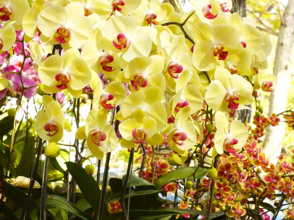 Orquídea foto altamente detalhada flor close-up — Fotografia de Stock