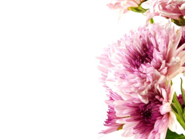 güzel Kasımpatı pembe çiçekler buket