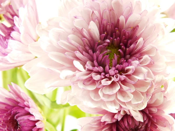 Красивый хризантемы розовый букет цветов — стоковое фото