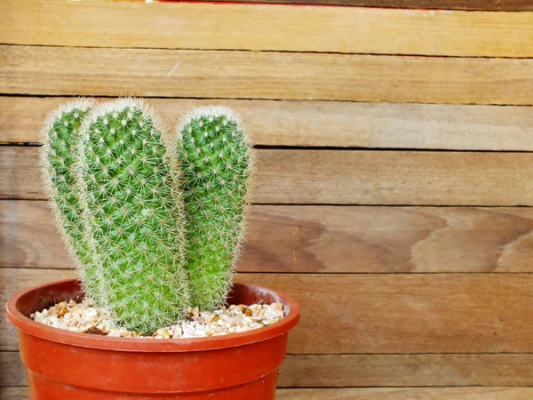 Cactus su fondo di legno — Foto Stock