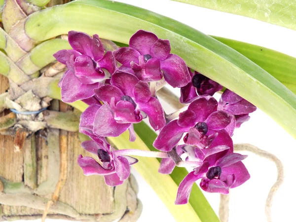 Flor de orquídeas roxas fechar — Fotografia de Stock