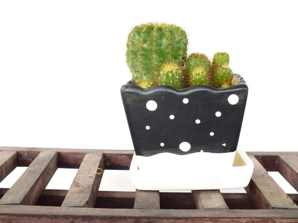 Cactus en maceta de cerámica flor sobre fondo blanco — Foto de Stock