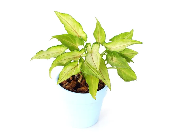 Planta verde aislada sobre un fondo blanco — Foto de Stock