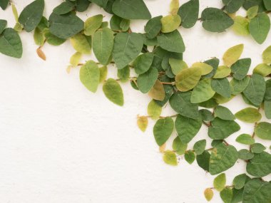 sarmaşık yaprakları beyaz arkaplanda izole edilmiş