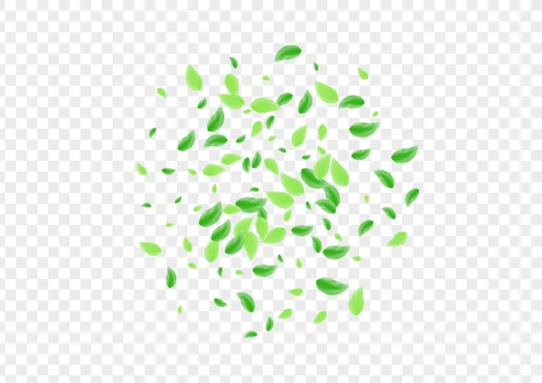 Açık Yeşil Sebze Arkaplan Şeffaf Vektörü. Yaprak Okaliptüs Çerçevesi. İnce bir doku. Yeşil Sağlık Kartı. Yeşillik Doğa.