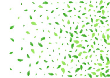 Yeşil Bitki Özgeçmişi Beyaz Vektör. İzole Resimler 'den ayrılır. Orman dokusu. Yeşilimsi Temiz Kare. Yaprak Hayatı.