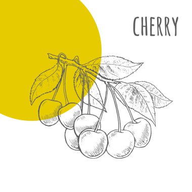 Kiraz vektör Serbest çizim kalem çizilmiş kroki 