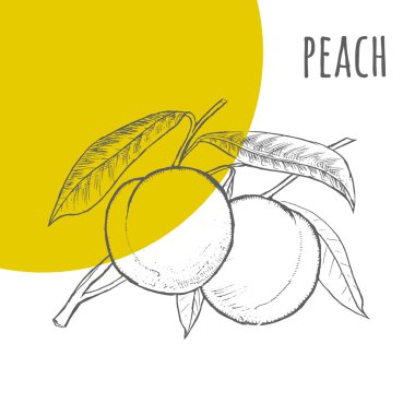 Şeftali vektör Serbest çizim kalem çizilmiş kroki 