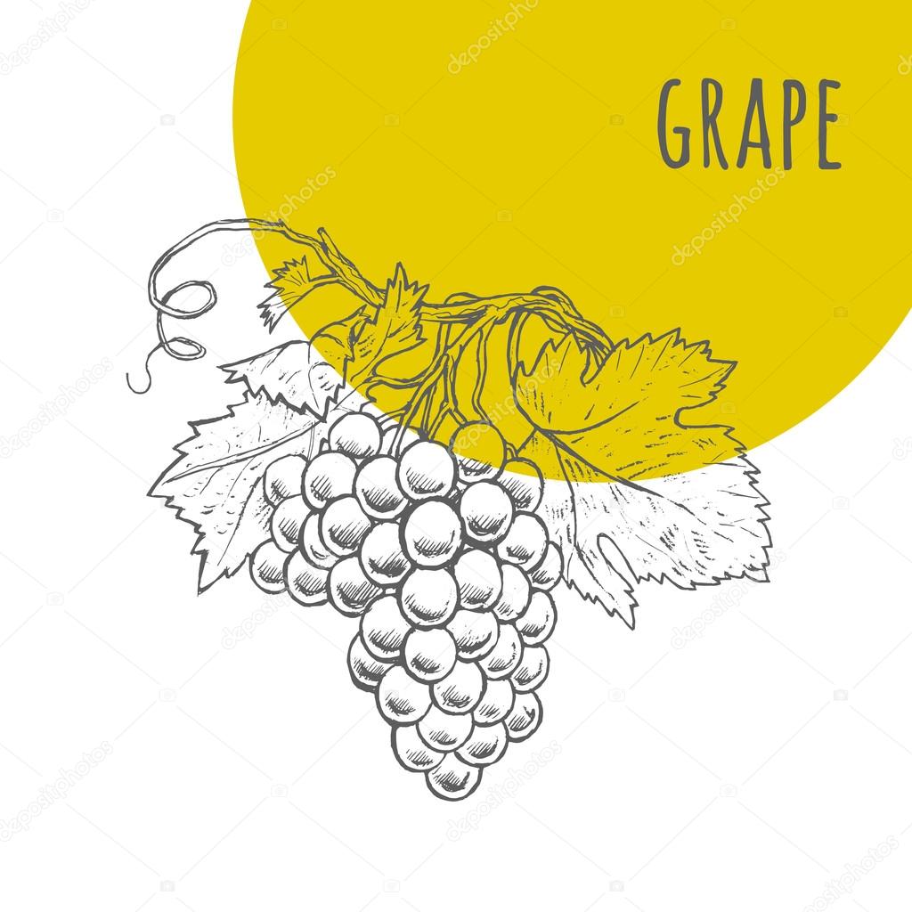 Grape vector freehand pencil drawn sketch 