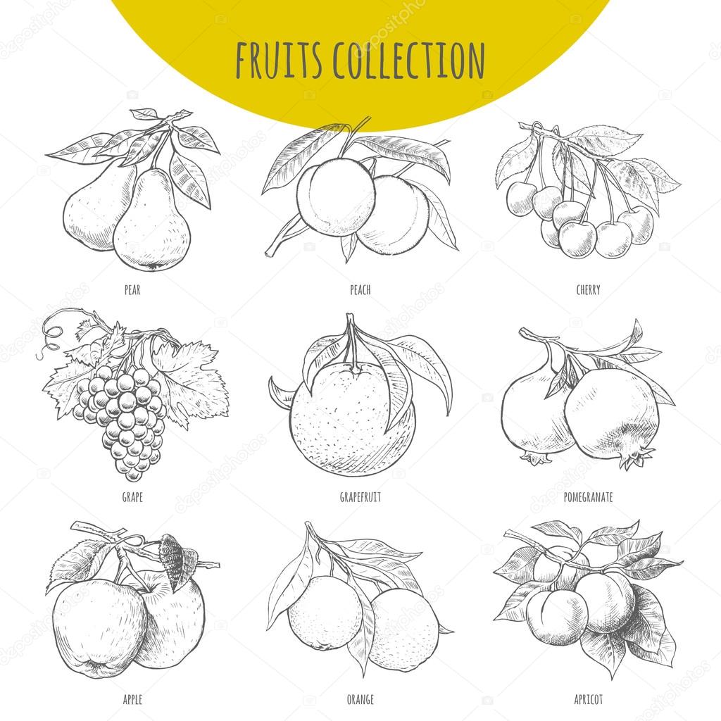 Fruits set vector freehand pencil drawn sketch illustration