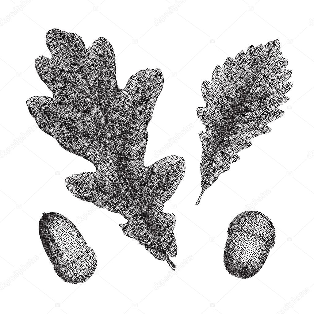 Black vintage engraving of oak leaf and acorn