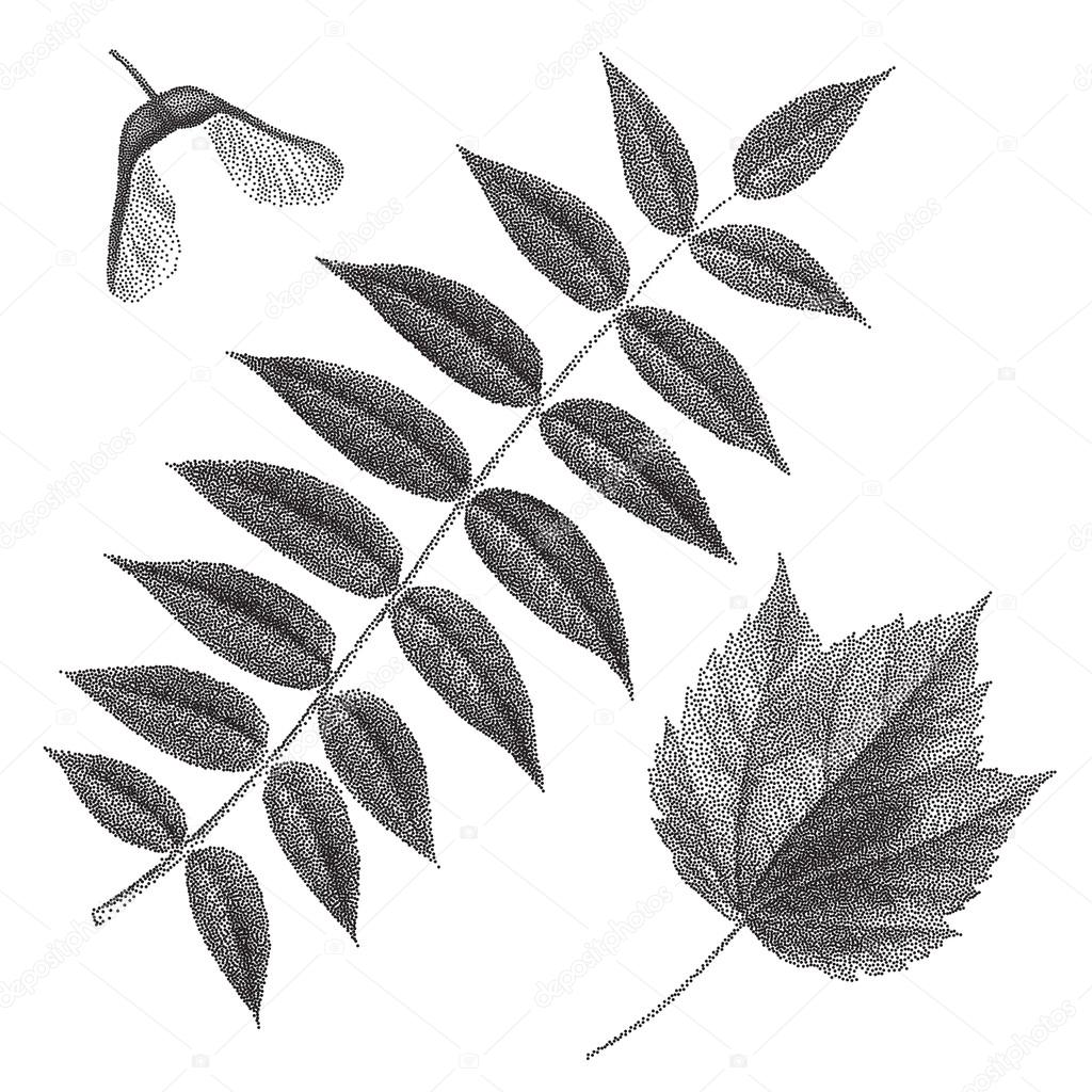 Black vintage engraving of rowan and maple leaves