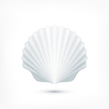 Tarak seashell yumuşakçalar simgesini işaret