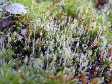 Beautiful mosses texture in a forest