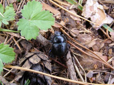 A bug on the fround in the forest