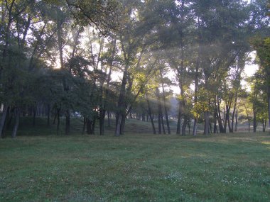 Light sun in woods in the morning