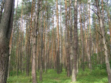 Lot of trees in a forest in summer on a sunny day