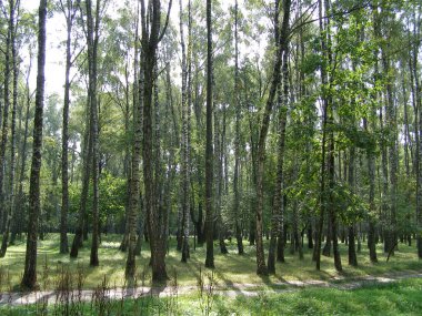 Trees in a forest in summer on a sunny day