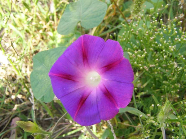 Vacker Violblomma Ett Fält — Stockfoto