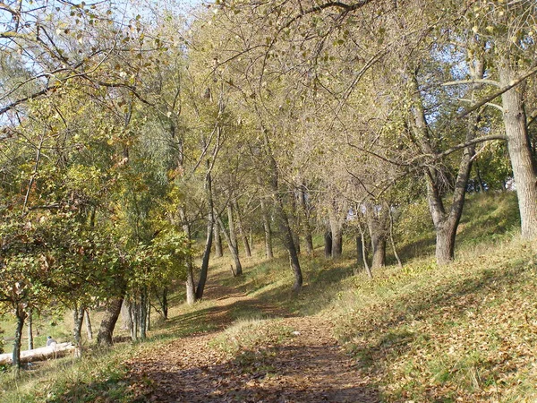 Skog Hösten Vackra Träd — Stockfoto