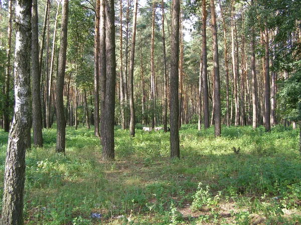 Forest Summer Trees — Foto Stock