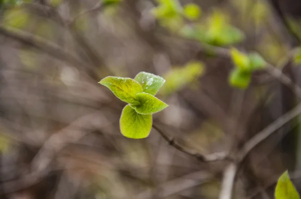 Прекрасний Весняний Фон Зеленим Листям Гілка Дерев Зеленим Листям — стокове фото