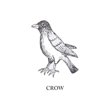 Vektör karga, el çizmek kuş