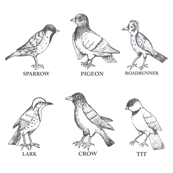 Oiseaux vecteurs, ensemble, dessin à la main — Image vectorielle