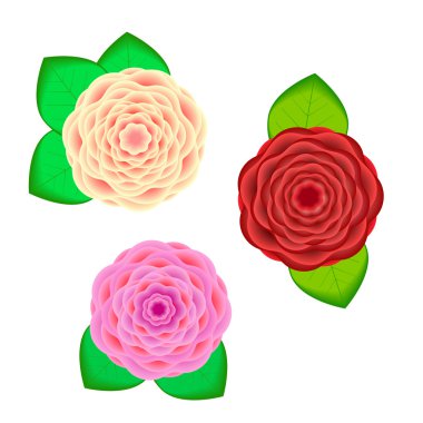 Beyaz arka plan üzerinde yaprakları ile gerçekçi çiçek atandı