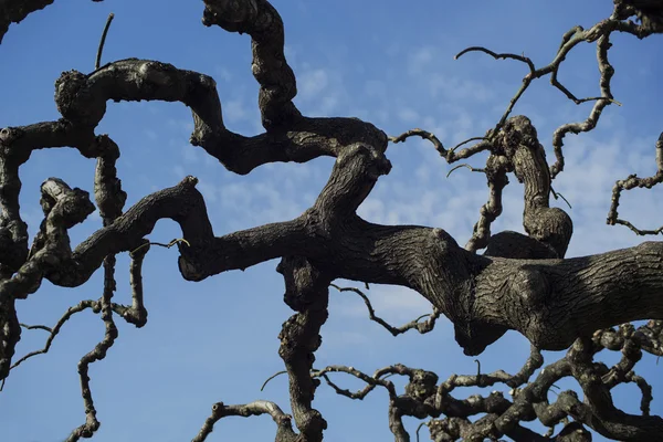 Gökyüzüne karşı ağaç