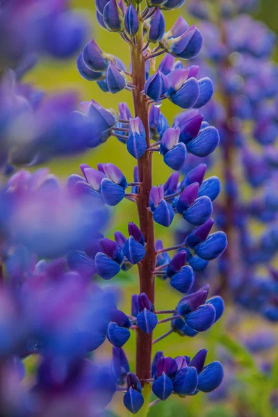 lupines
