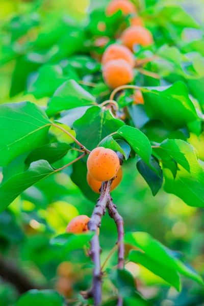 A branch of apricot — Stock Photo, Image