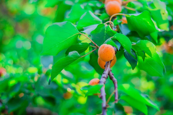 A branch of apricot — Stock Photo, Image