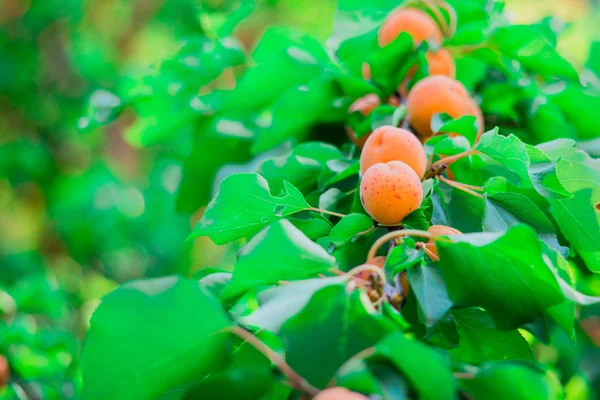 Apricots — Stock Photo, Image