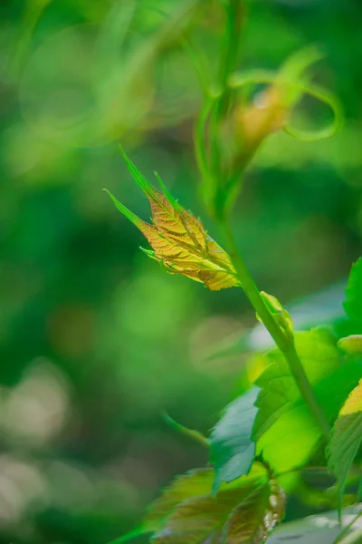 Hojas verdes — Foto de Stock